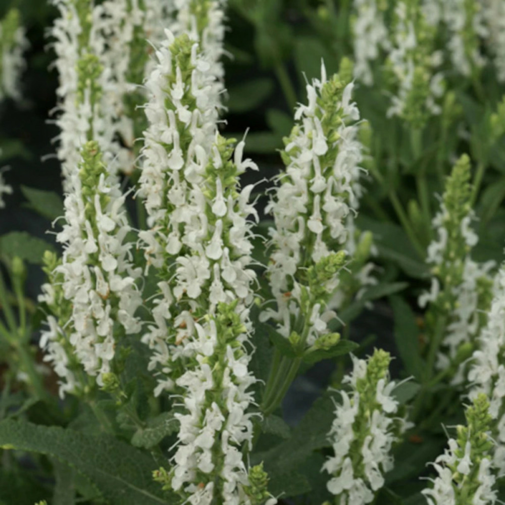 Sauge des bois schneehügel lot de 9 godets