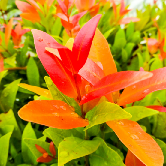 Photinia fr little red robin 20/+ - photinia fr little red robin 20/+ pot 2l