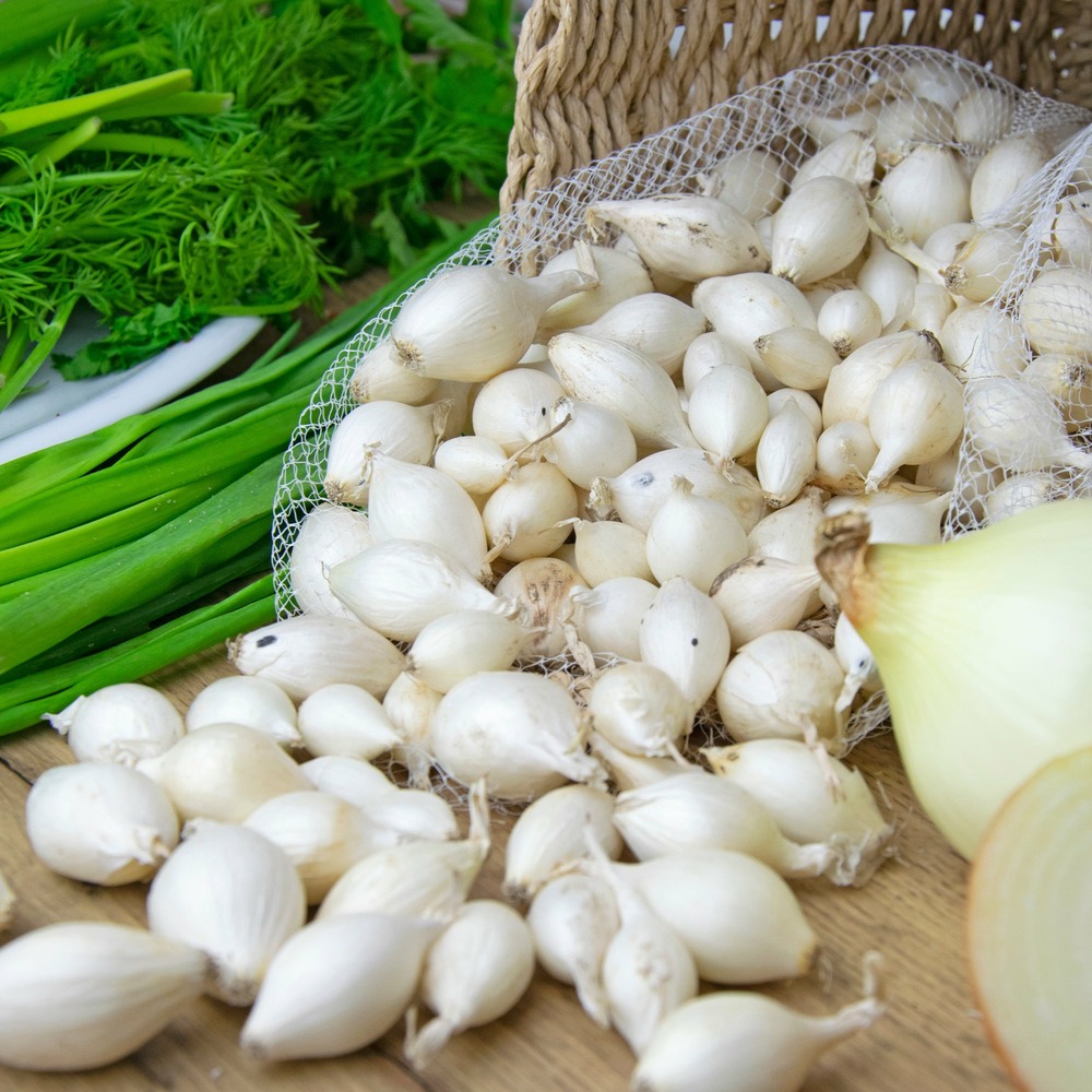 Oignon blanc snowball - le sachet de bulbes / 500g / circonférence 15-25mm