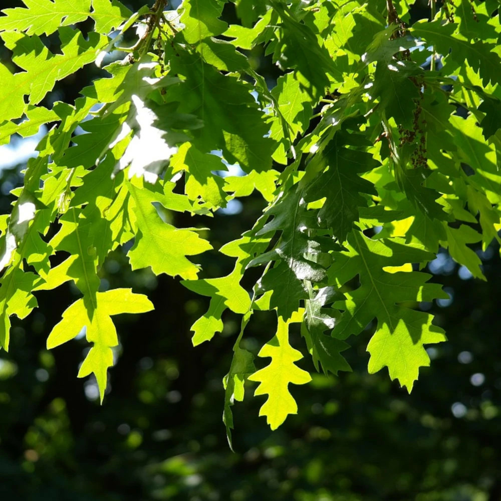 Chêne wind candle pot de 15l - baliveau