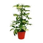 Aria rayonnante - schefflera - blanc-vert feuillu - pot de 12cm - plante d'intérieur - env. 40-45cm de haut