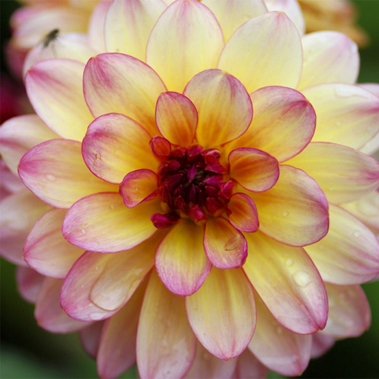 Dahlia nain double 'zingaro' bulbe calibre i