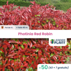 50 x photinia red robin en pot de 4 l