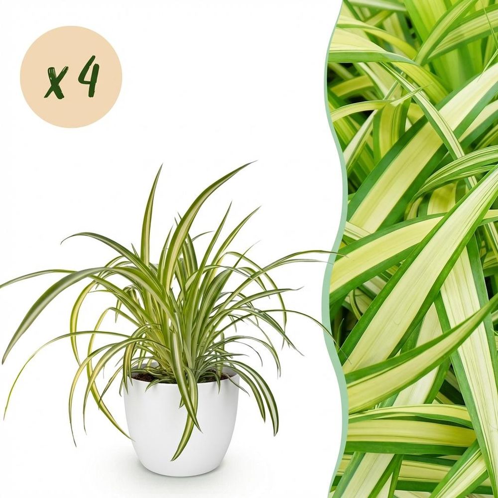 Chlorophytum comosum variegatum - pet-friendly - plante araignée - pot de 12cm - hauteur 20-30cm - plantes d'intérieur
