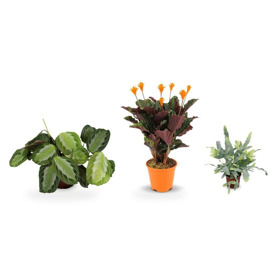 Chambre cocon — calathea crocata, maranta fascinator silverband & phlebodium aureum blue star — lot de 3 plantes