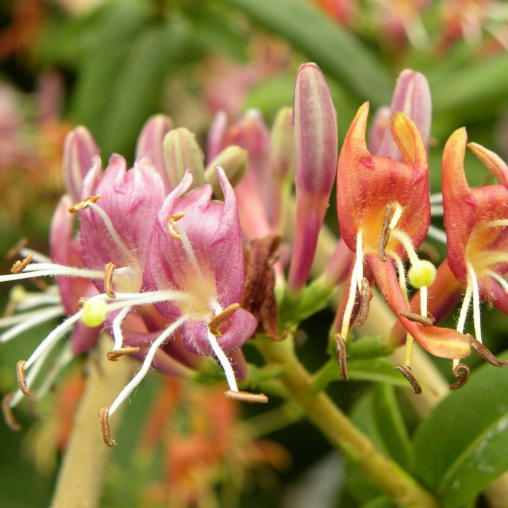 Chèvrefeuille henryi godet - 5/10 cm