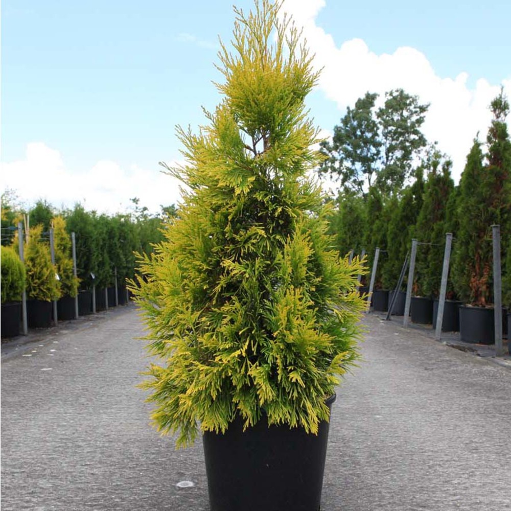 Thuya géant '4 ever goldy'® pot de 6l/7l