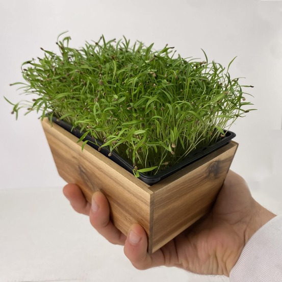 Graines de micro pousses de carotte