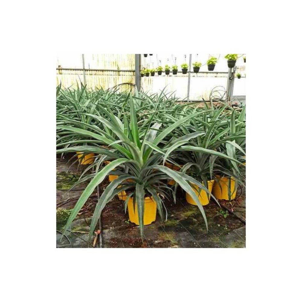 Ananas comosus pot de 1 litre ? 20/30 cm