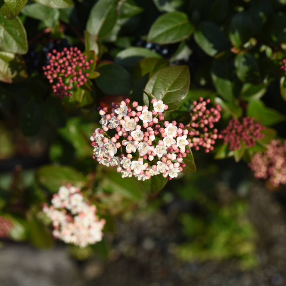 Viorne tin gwenllian - viburnum tinus gwenllian 30cm