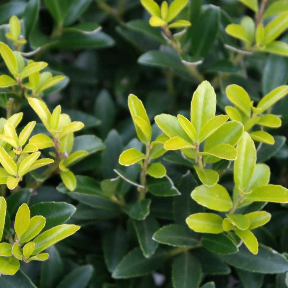 2 x houx crénelé 'caroline upright' - ilex crenata 'caroline upright' - 40-60 cm pot