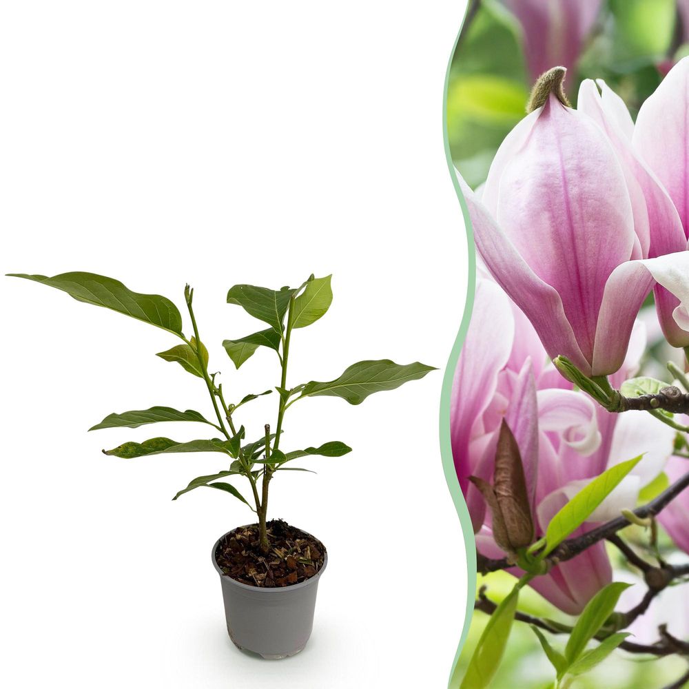 Magnolia 'george henry kern' - pot 12 cm - hauteur 30 cm