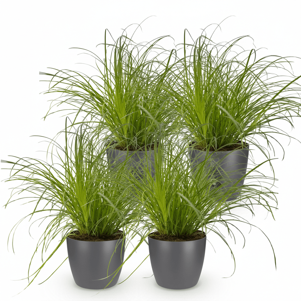 Cyperus alternifolius zumula - pet-friendly - pot de 12cm - hauteur 20cm