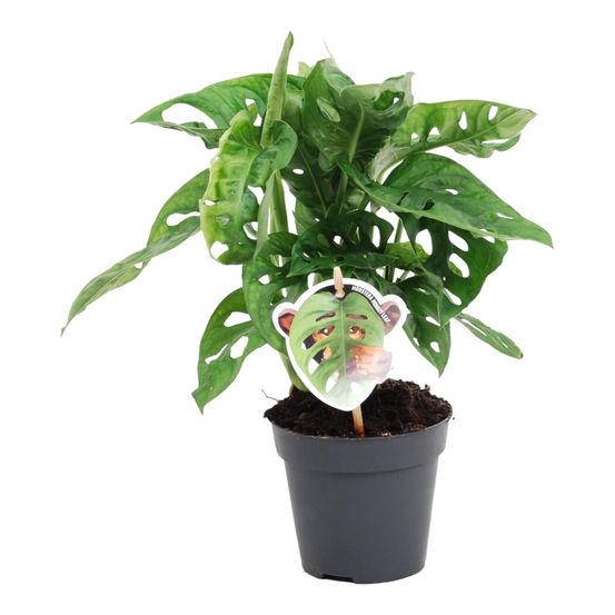 Monstera obliqua 'monkey leaf - plantes d'intérieur
