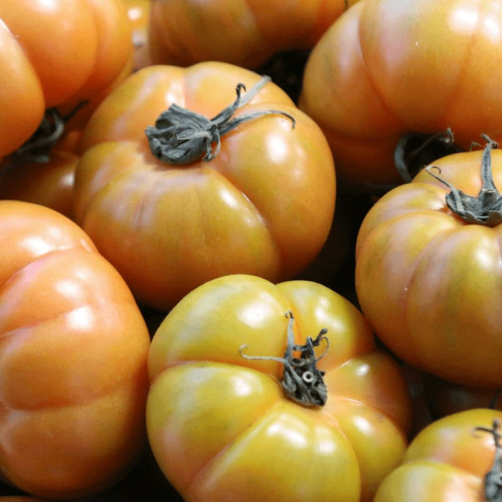 Plant de tomate ananas godet - 5/20 cm