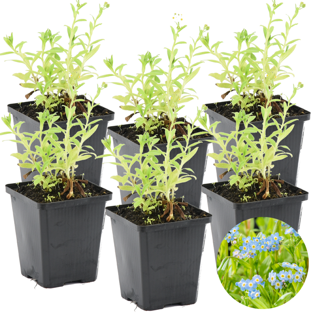 Lot de 6 - myosotis palustris - myosotis des marais - hauteur 10-20 cm - pot 9 cm