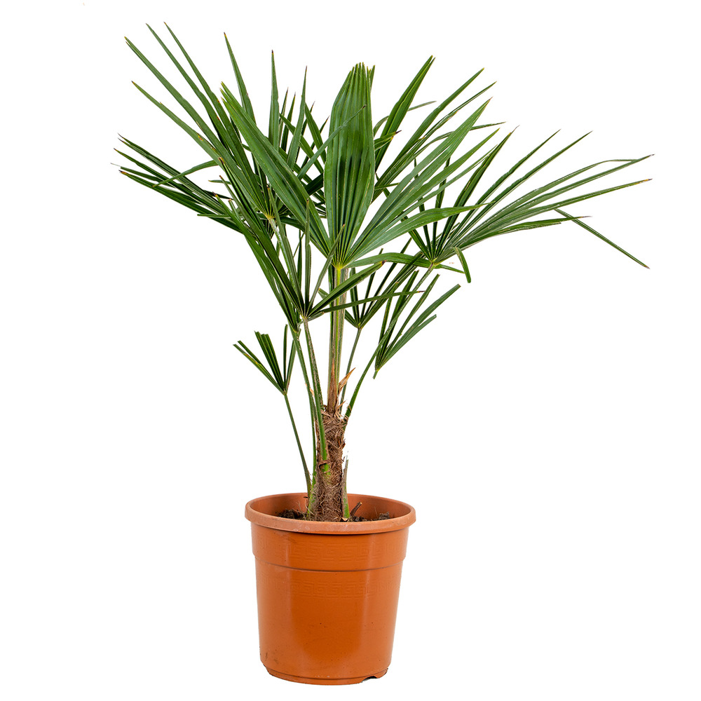Trachycarpus fortunei - palmier éventail chinois - palmier rustique - hauteur 70-90 cm - pot 24 cm