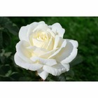 Rosier buisson blanc 'Jeanne Moreau®' Meidiaphaz : en motte