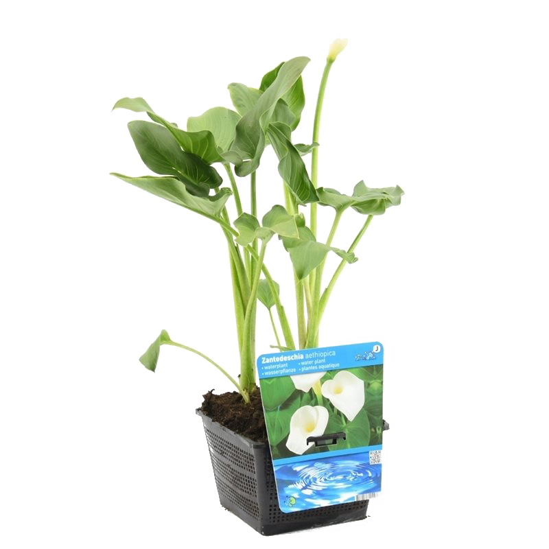 Arum blanc - zantedeschia 'aethiopica' - par pièce - plante d'étang dans un pot de culture - ⌀18 cm - ↕20-30 cm