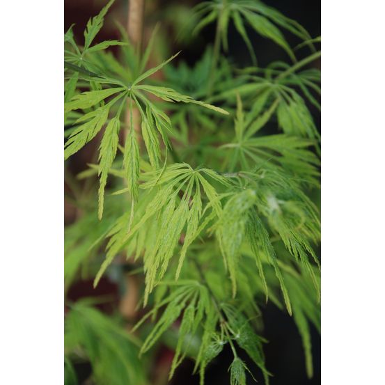Erable 'dissectum' - en pot de 4 litres