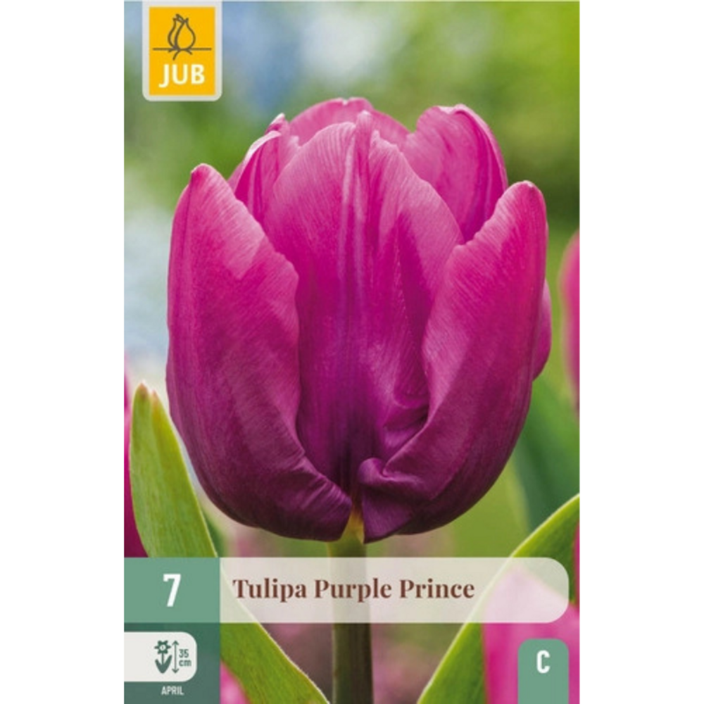 10 bulbes de tulipes purple prince