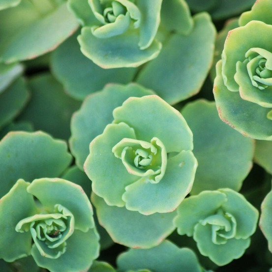 Orpin pachyclados, sedum lot de 5 godets
