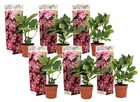 Hortensia 'teller' hydrangea - set de 6 - rose - ⌀9cm - hauteur 25-40cm
