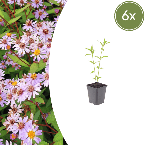 Lot de 48 - marguerite du japon (kalimeris incisa) 'blue star'