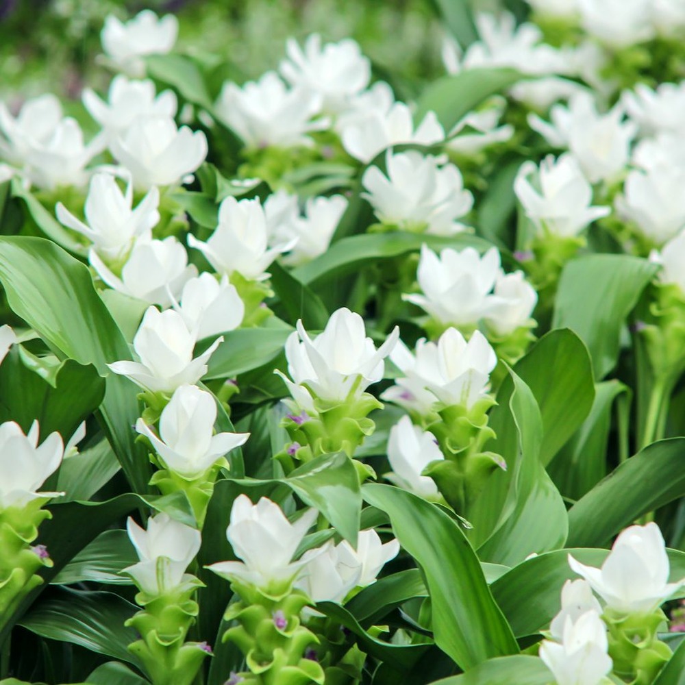 Tulipe thaïlandaise 'white' bulbe calibre i