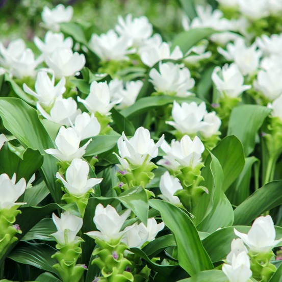 Tulipe thaïlandaise 'white' bulbe calibre i