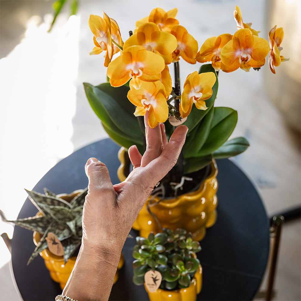 Orchidée las vegas orange/jaune + cache‑pot retro ocre - fleurie - h46 cm