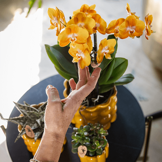 Orchidée las vegas orange/jaune + cache‑pot retro ocre - fleurie - h46 cm