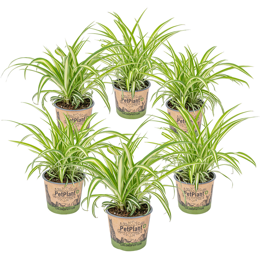 Lot de 6 - chlorophytum 'variegatum' - plante araignée - dépolluante - 20-30 cm de haut - pot 12 cm