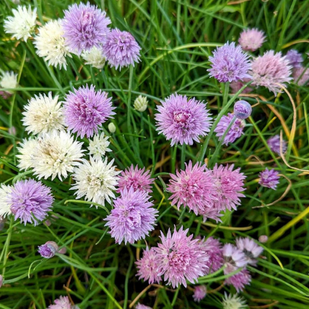 Ciboulette mixed one lot de 3 godets