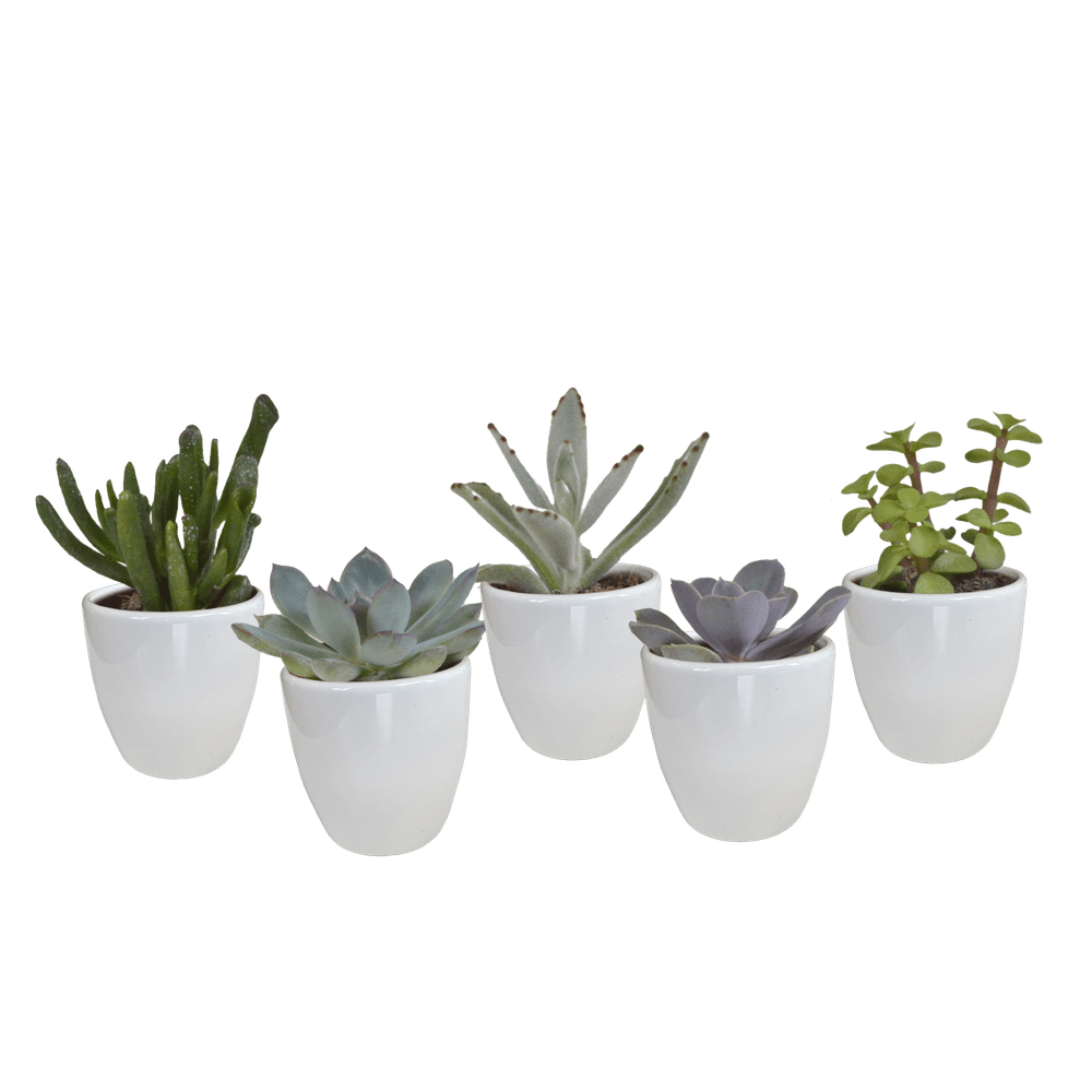 5x mélange de plantes grasses - en pot blanc - ø5,5cm - ↕13cm - plante d’intérieur
