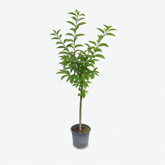 Cerisier bigarreau napoleon - pot 10 l