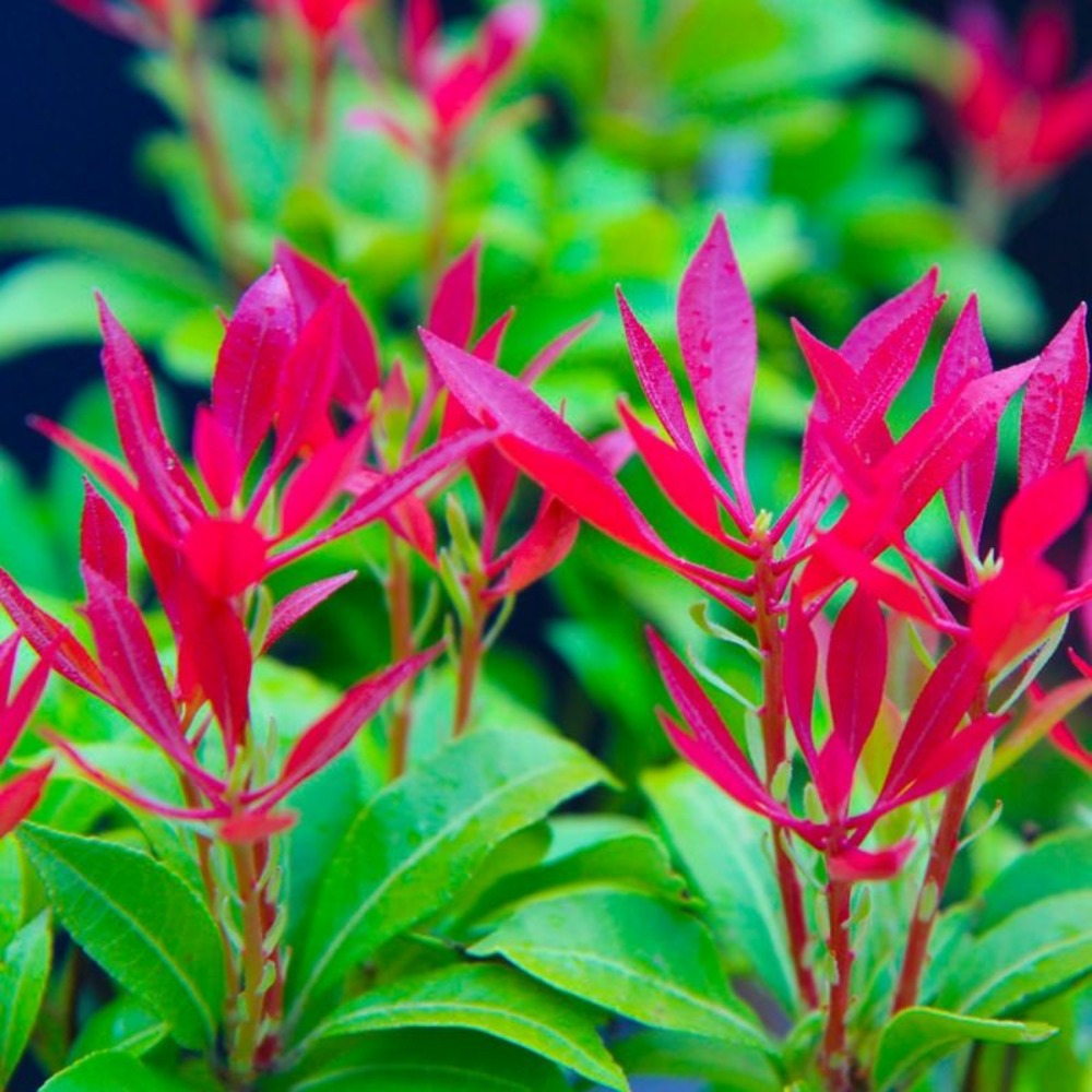 Andromède du japon 'forest flame' (pieris japonica 'forest flame')