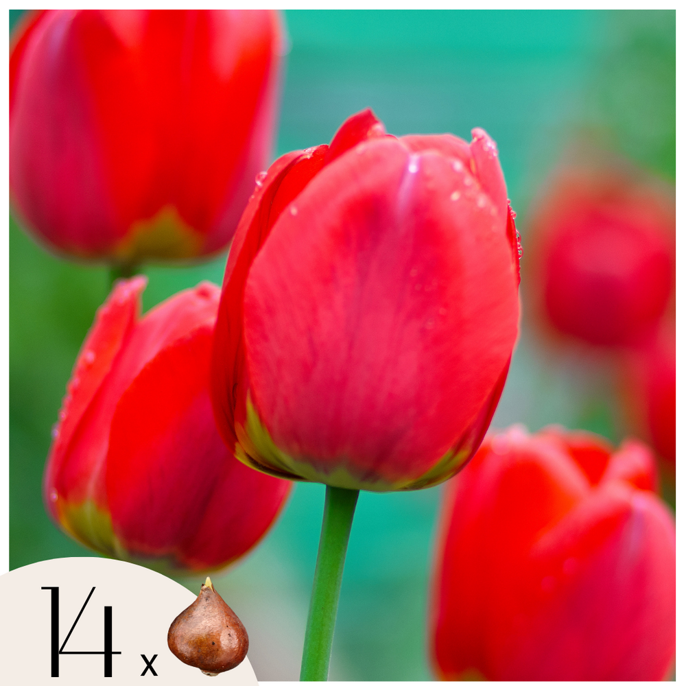 Tulipe - set de 14 - tulipa 'red impression' - bulbes à fleurs - rouge