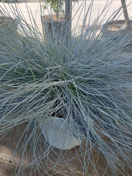 Fétuque bleue 'intense blue'® pot de 2l/3l