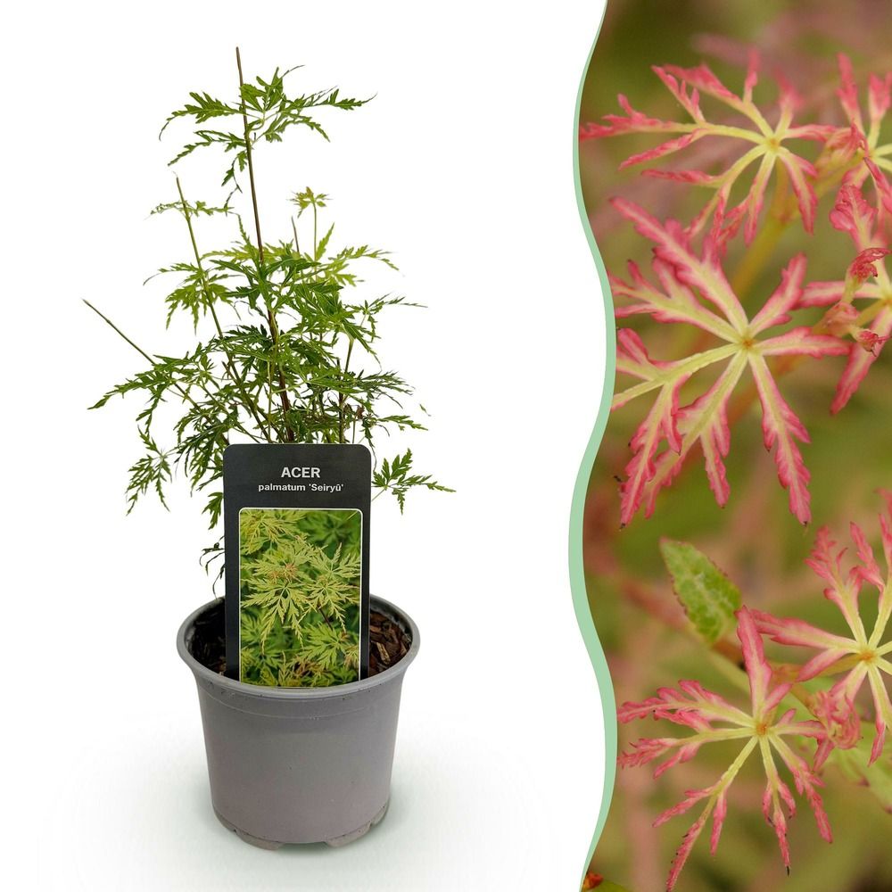Érable du japon 'seiryu' - pot 12 cm - hauteur 35 cm