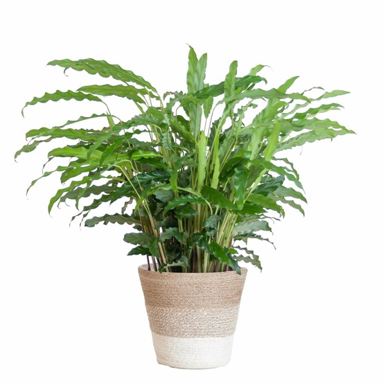 Calathea rufibarba et son pot panier blanc - hauteur 55cm