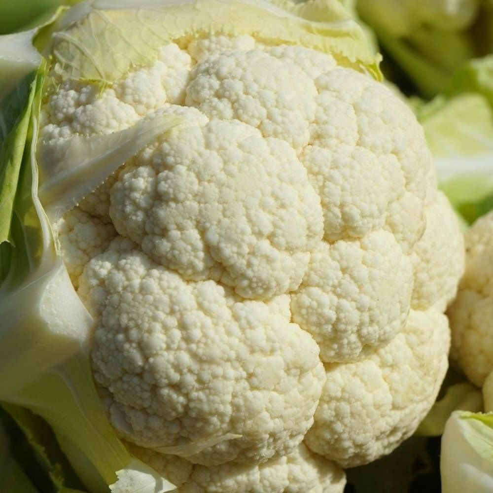 Graines de chou-fleur merveille de toutes saisons - vilmorin sachet