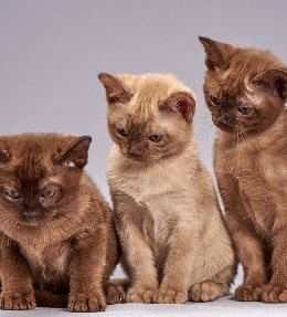 caractère des races de chat