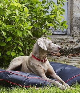 adresse animaux compagnie