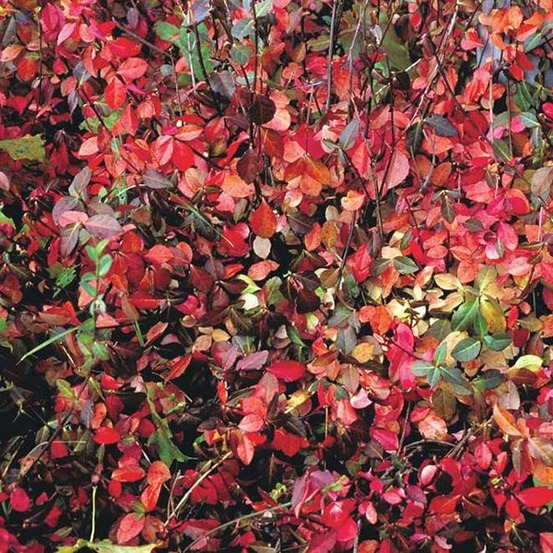 Fusain persistant 'coloratus' pot de 1,5l/2l