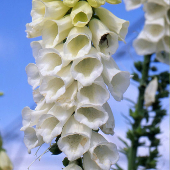 Digitale pourpre alba lot de 9 godets