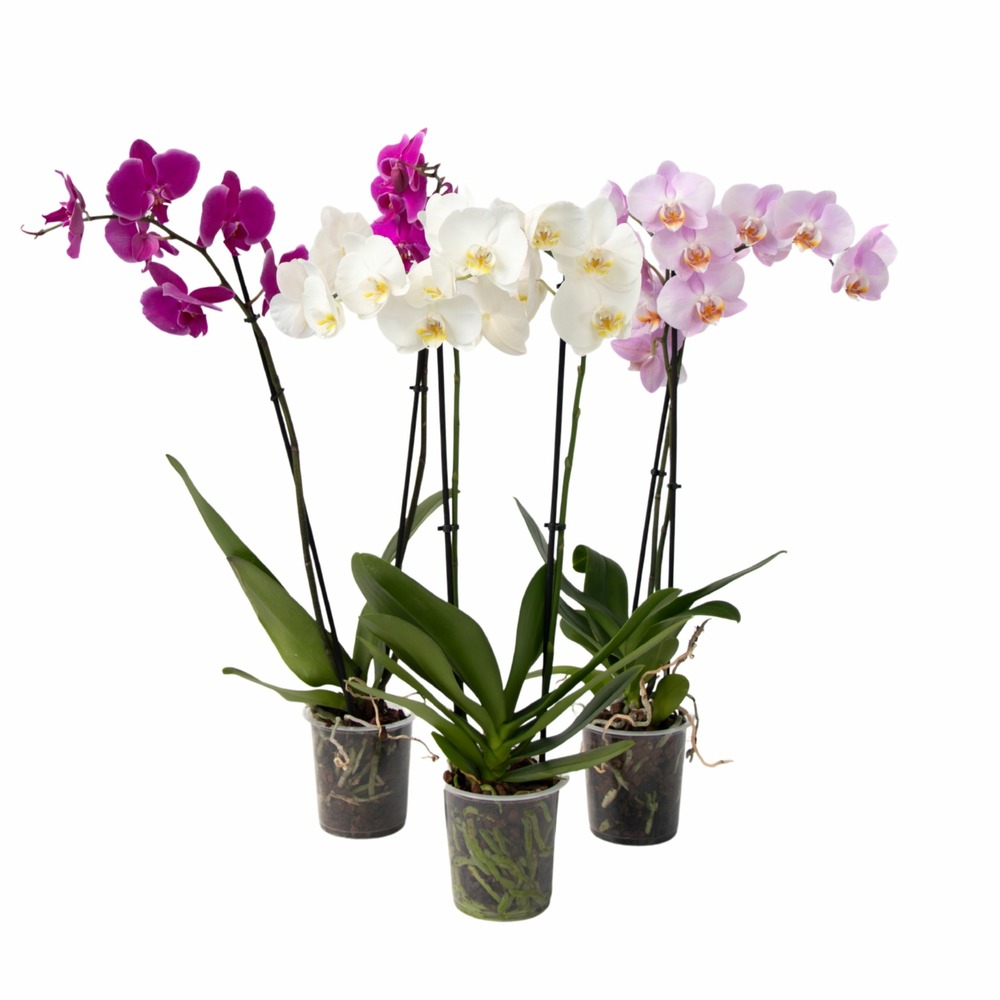 Orchidée papillon - lot de 3 - phalaenopsis - hauteur 50-60cm - ⌀12cm