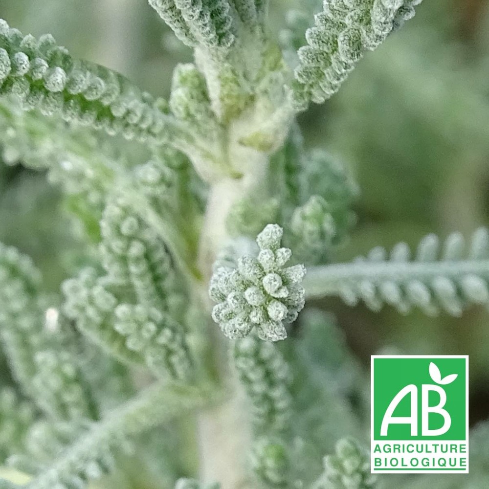 Santoline de corse - sans traitement lot de 9 godets