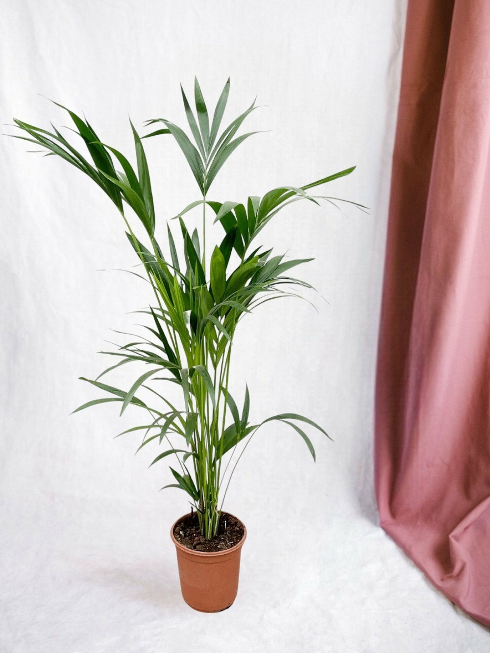Kentia palmier 160cm - plante d'intérieur