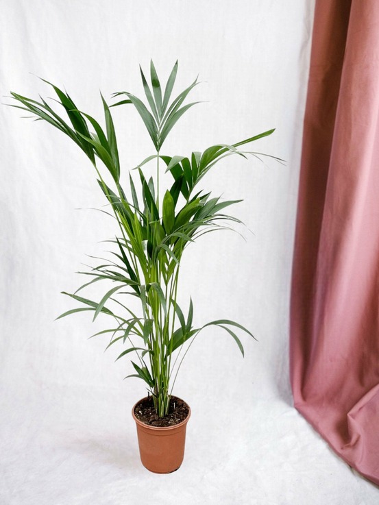Kentia palmier 160cm - plante d'intérieur